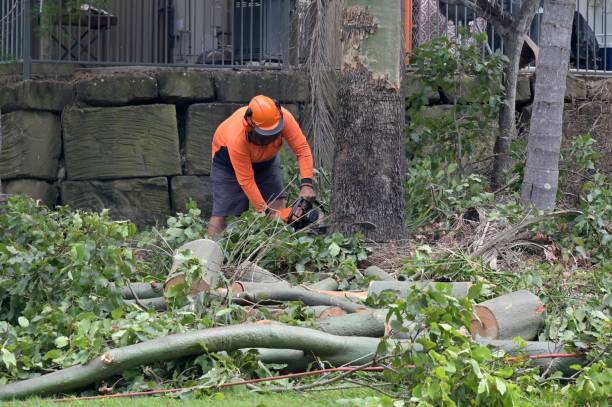 Best Stump Grinding and Removal  in Concord, MI