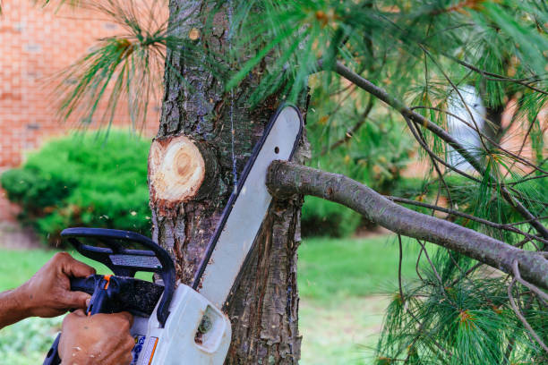  Concord, MI Tree Removal Pros